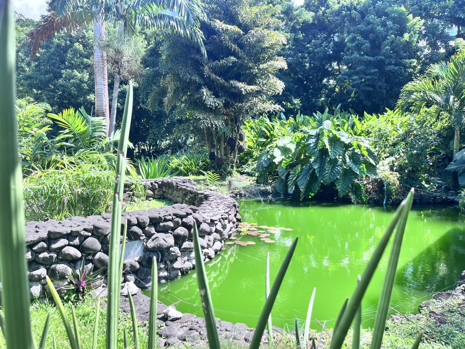 Image_, Propriete, Pointe-Noire, ref :71